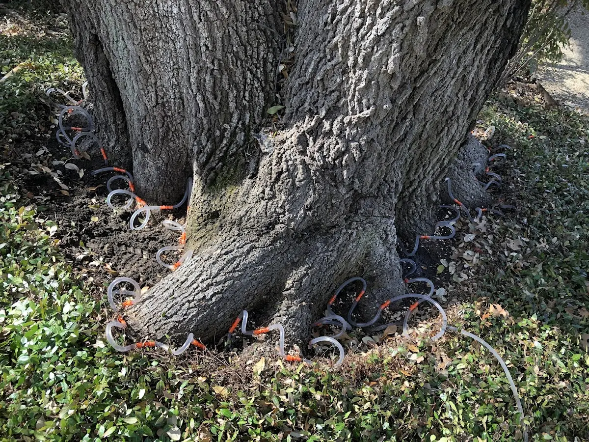 Detailed Tree Cabling and Bracing job site in Lopez Island