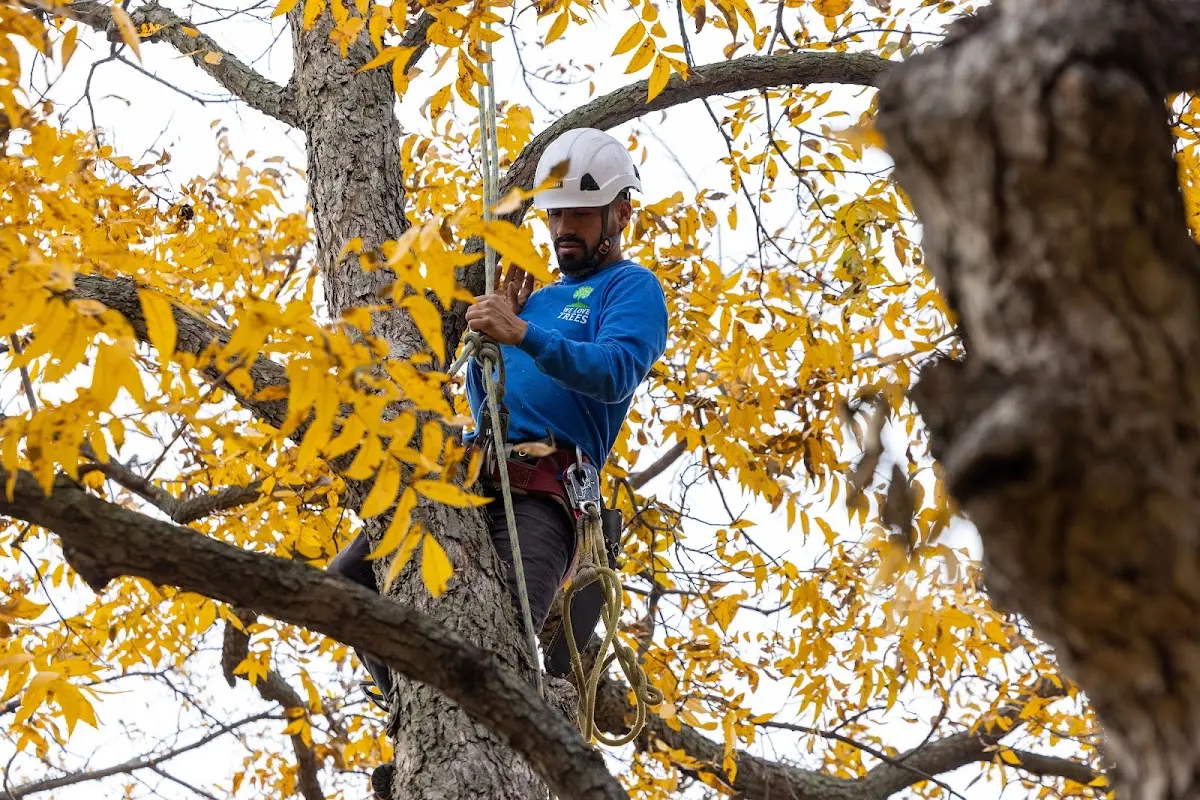 Skilled Tree Pruning crew working in Lopez Island